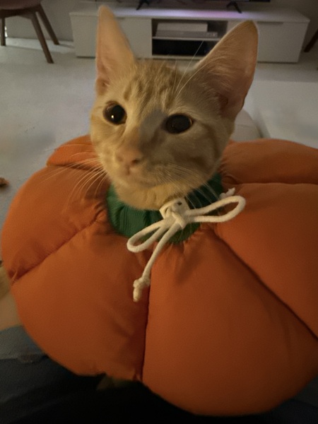 Entry image for Penny. Clicking this image will show a larger photo