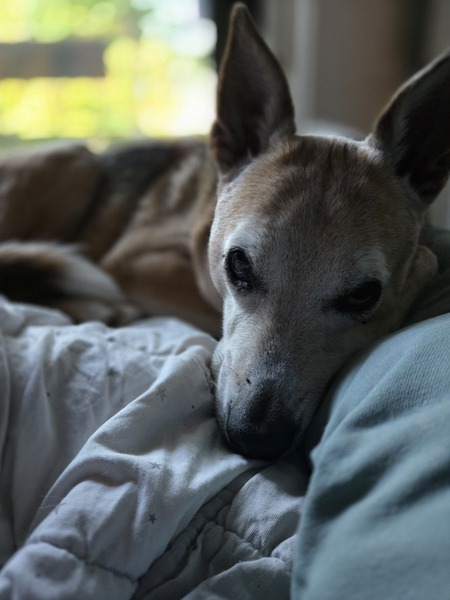 Entry image for Spud. Clicking this image will show a larger photo