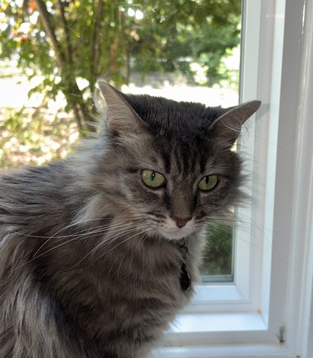 Entry image for Bella. Clicking this image will show a larger photo