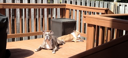 Entry image for Diesel and Taz. Clicking this image will show a larger photo