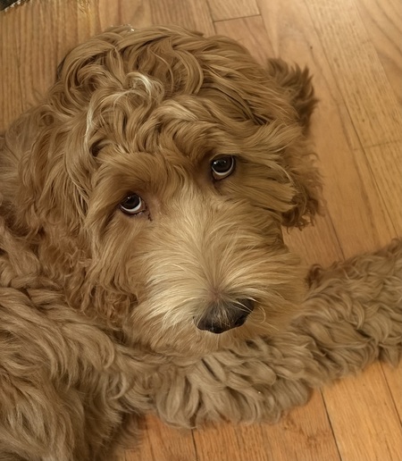 Entry image for Bobby. Clicking this image will show a larger photo