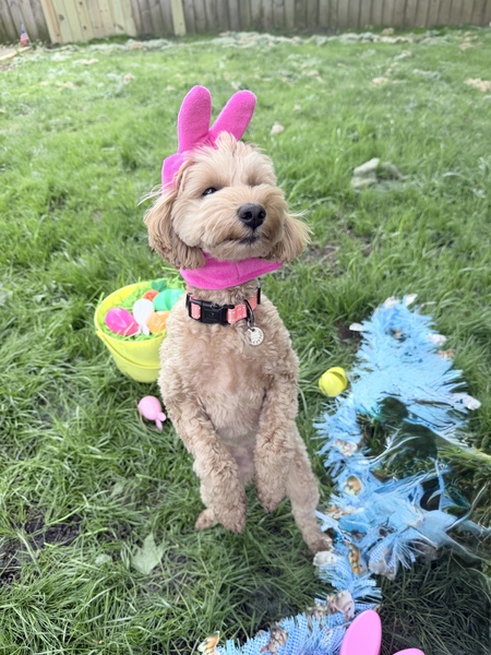 Entry image for Nala. Clicking this image will show a larger photo