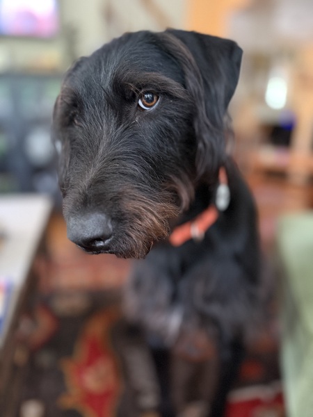 Entry image for Inga. Clicking this image will show a larger photo
