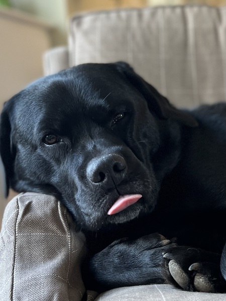 Entry image for Otis. Clicking this image will show a larger photo