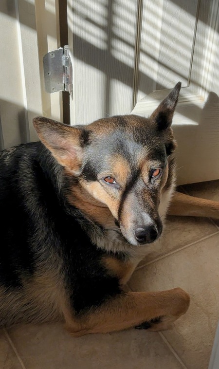 Entry image for Lola. Clicking this image will show a larger photo