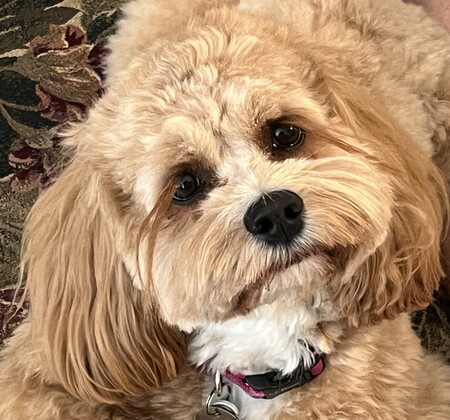 Entry image for Beau. Clicking this image will show a larger photo