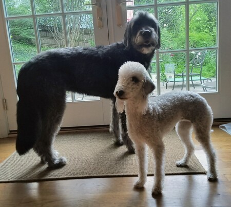 Entry image for Dolly and Bella Boo. Clicking this image will show a larger photo