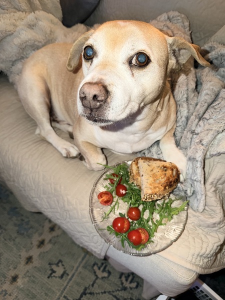 Entry image for Wally. Clicking this image will show a larger photo