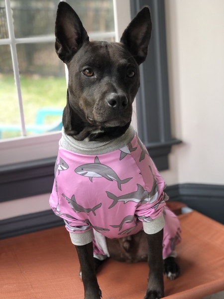 Entry image for Moose. Clicking this image will show a larger photo