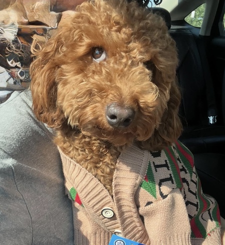 Entry image for Zeke. Clicking this image will show a larger photo