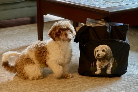Entry image for Rico. Clicking this image will show a larger photo