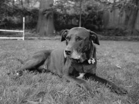 Entry image for Bear. Clicking this image will show a larger photo
