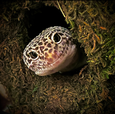 Entry image for Sprat. Clicking this image will show a larger photo