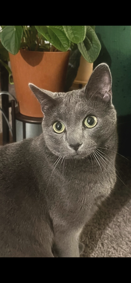 Entry image for Riley . Clicking this image will show a larger photo