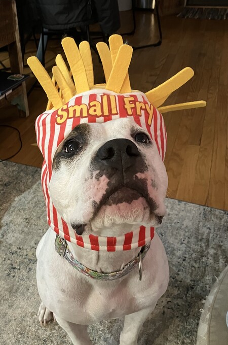 Entry image for Rosie. Clicking this image will show a larger photo