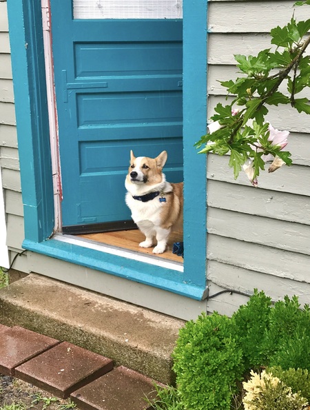 Entry image for Teddy. Clicking this image will show a larger photo