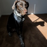 Entry image for Canela