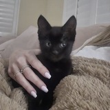 Entry image for Bebe