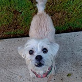 Entry image for Junie aka June bug