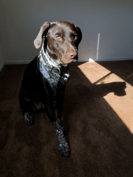 Entry image for Canela. Clicking this image will show a larger photo