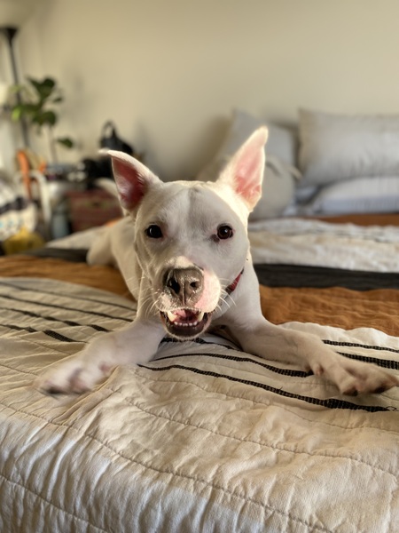 Entry image for Otis. Clicking this image will show a larger photo