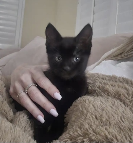 Entry image for Bebe. Clicking this image will show a larger photo