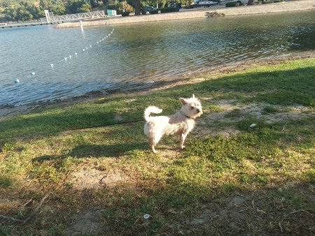Entry image for DeeDee . Clicking this image will show a larger photo