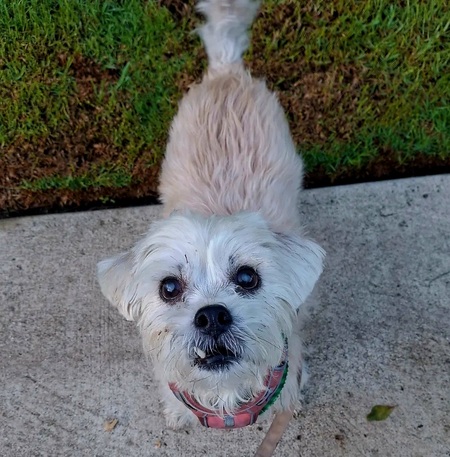 Entry image for Junie aka June bug. Clicking this image will show a larger photo