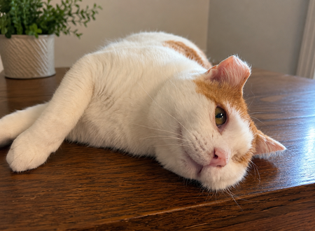 Entry image for Teddy. Clicking this image will show a larger photo