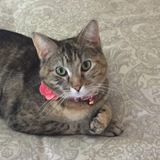 Entry image for Ellie