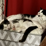 Entry image for Louie and Duchess