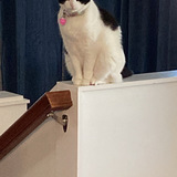 Entry image for Rosemary