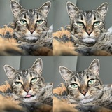 Entry image for Ella Belle