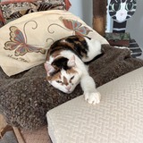 Entry image for Maisie