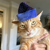 Entry image for Mr Cat