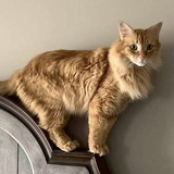 Entry image for Ollie