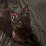 Entry image for Mogwai
