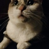 Entry image for Missy