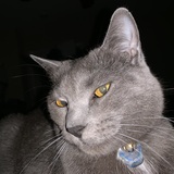 Entry image for Antonia