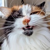 Entry image for Weezie