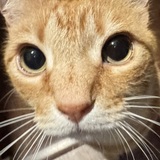 Entry image for Ollie