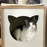 Entry image for Freya