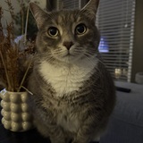 Entry image for Beans