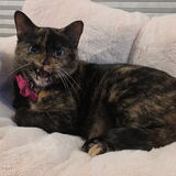 Entry image for Lola