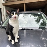 Entry image for Mr. Oou