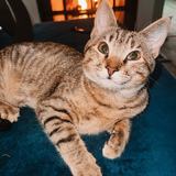 Entry image for Nugget Golden