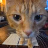 Entry image for Cheeto