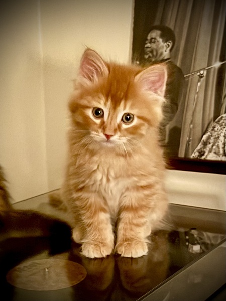 Entry image for Petey. Clicking this image will show a larger photo