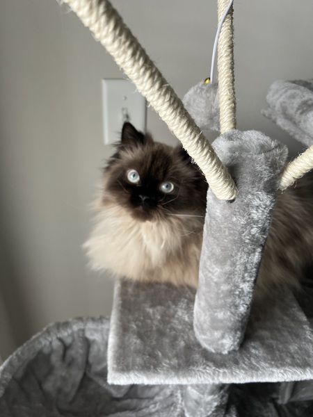 Entry image for Rocky. Clicking this image will show a larger photo