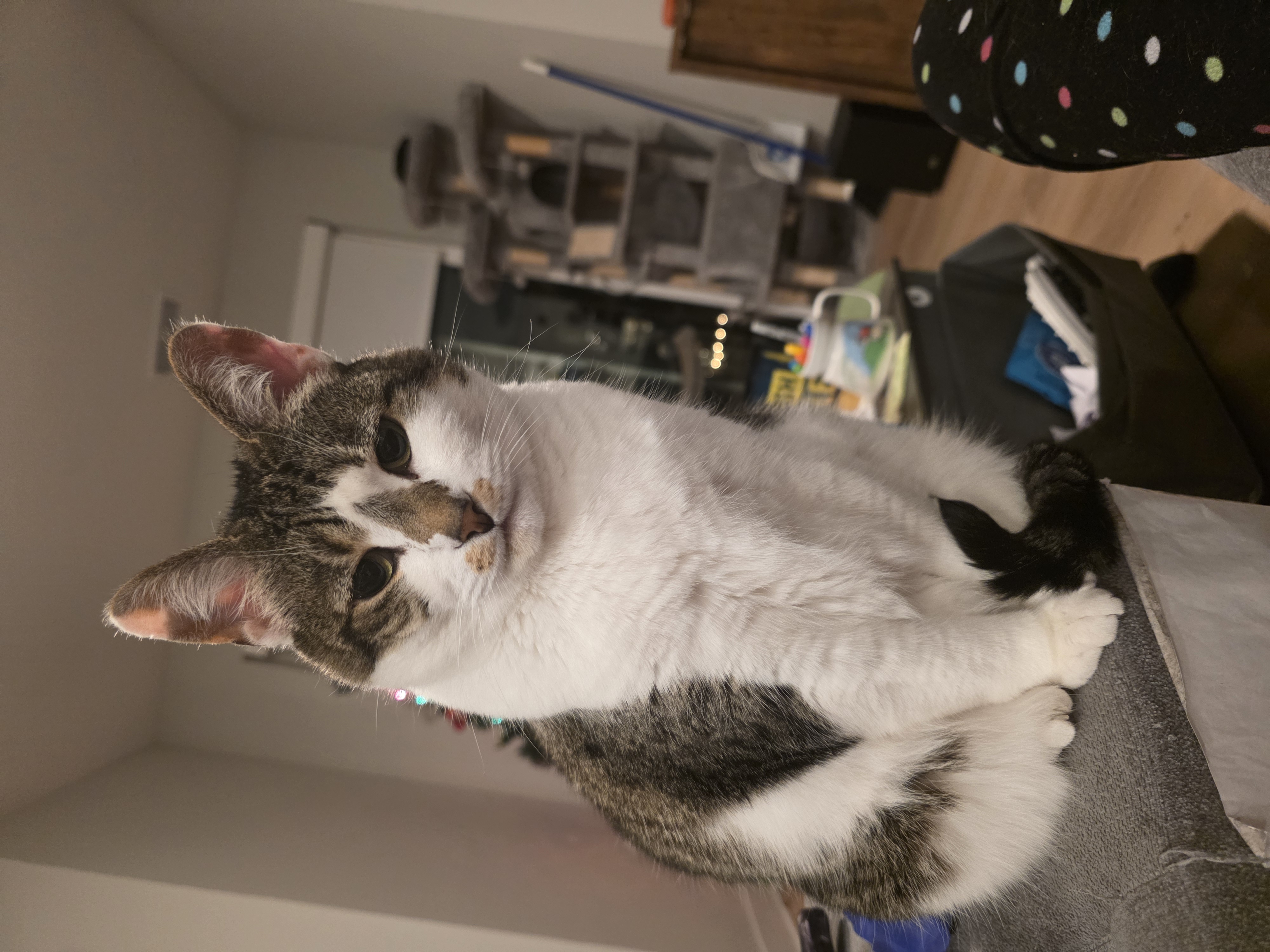Entry image for Piper. Clicking this image will show a larger photo